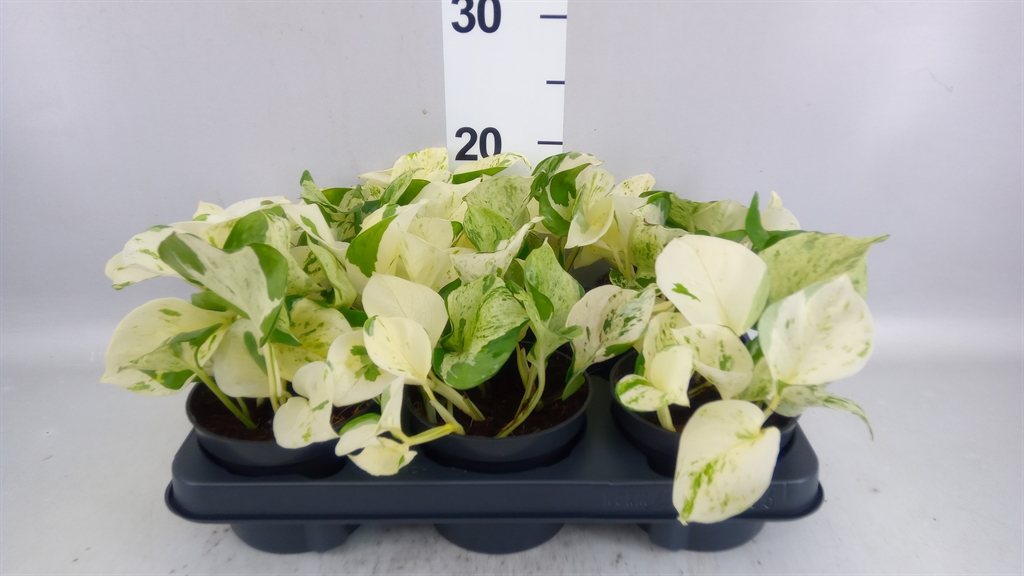 Epipremnum Happy Leaf 12Ø 20cm