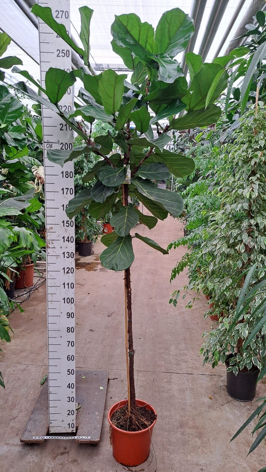 Ficus Lyrata 35Ø 260cm