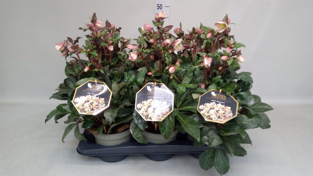 Helleborus Hgc Maestro 15Ø 25cm