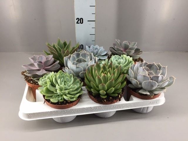 Echeveria Mixed 11Ø