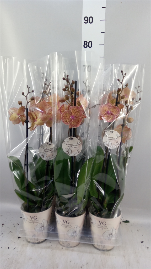 Phal Ov 12Ø 60cm