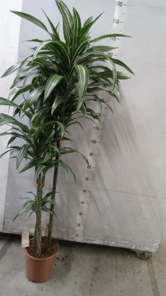 Dra De Ulises 24Ø 160cm