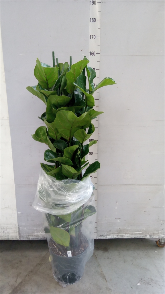Fic Ov Lyrata Bambin 30Ø 150cm