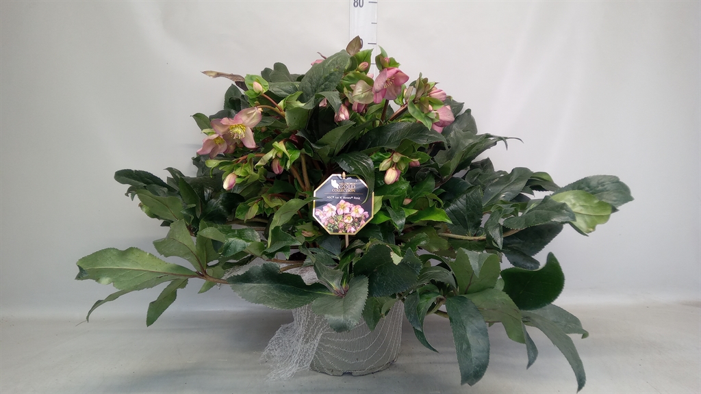 Helleborus Hgc Ice N' Roses Rose 29Ø 50cm