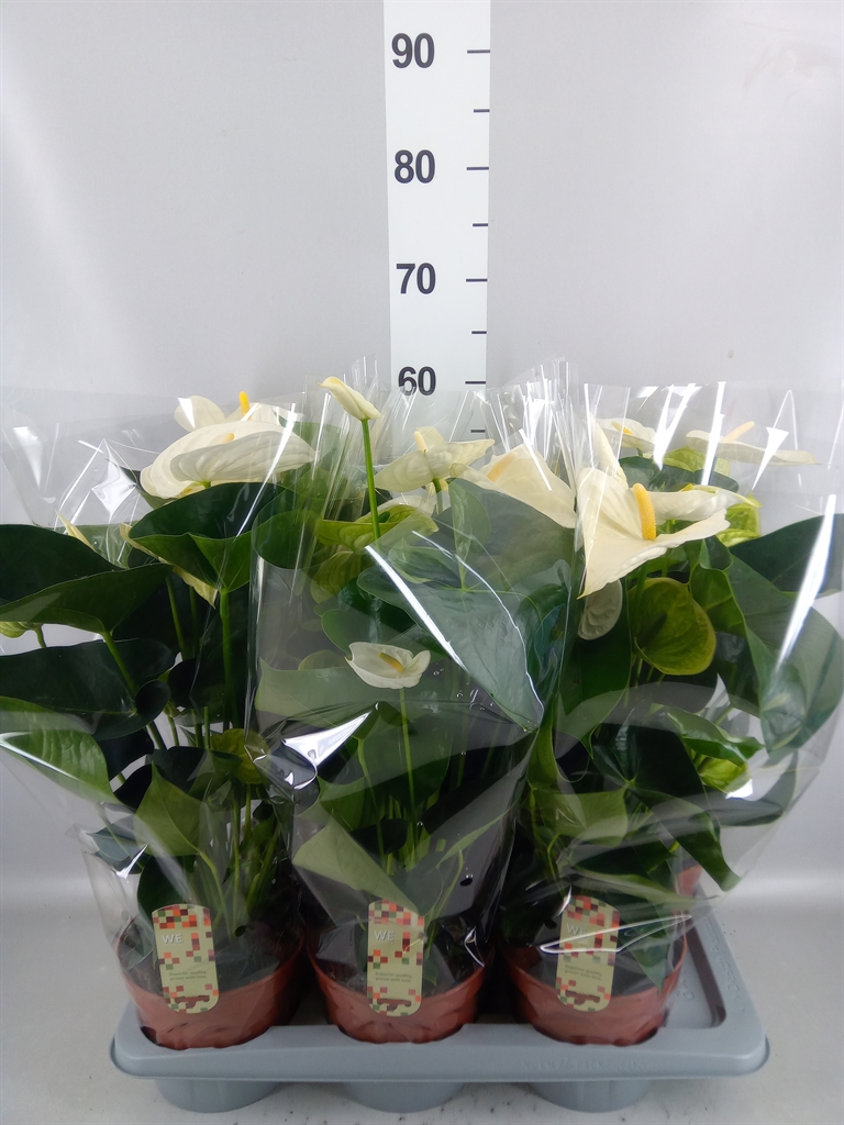 Anthurium Alpine 17Ø 60cm