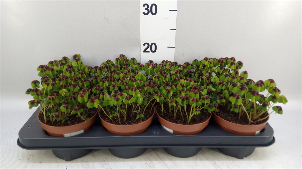 Oxalis Deppei 13Ø 18cm