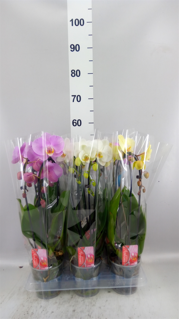 Phalaenopsis Cascade 12Ø 45cm 2st