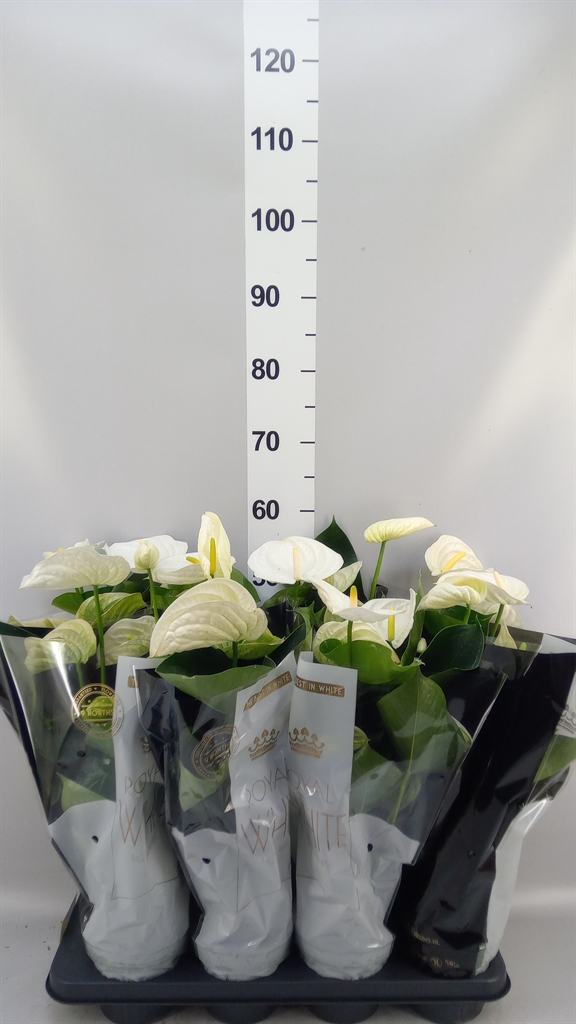 Anthurium Alpine 14Ø 50cm