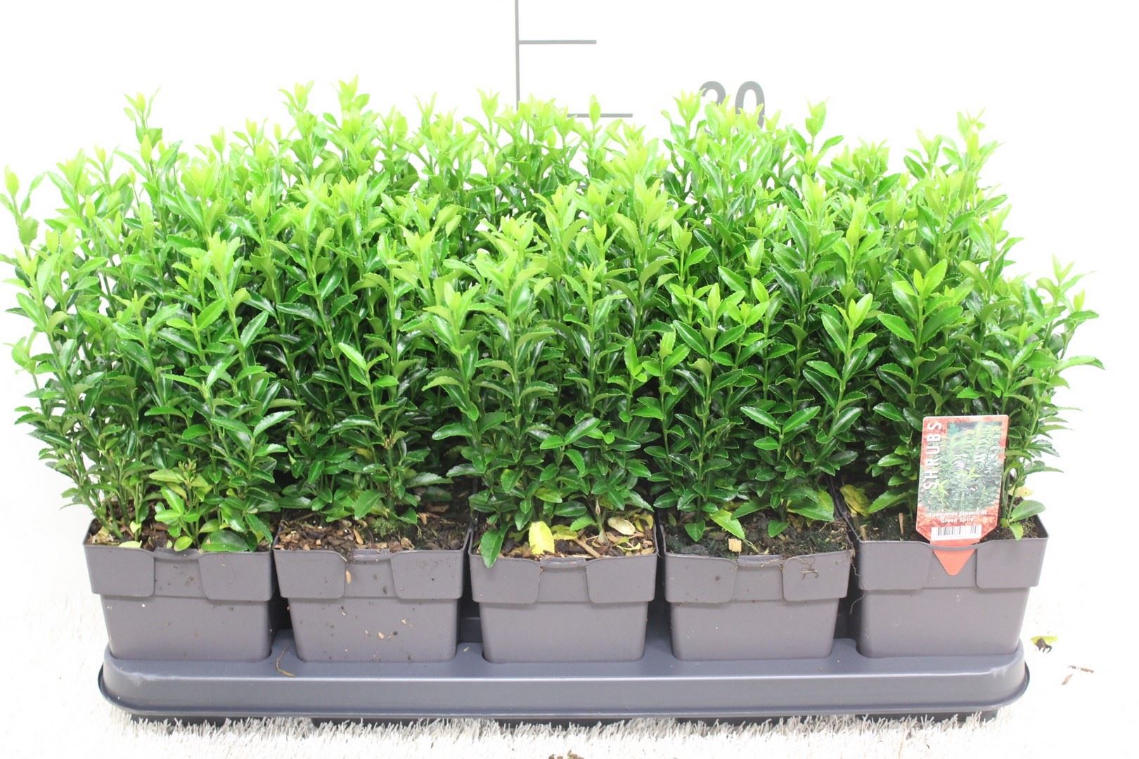 Euonymus Green Spire 13Ø 30cm