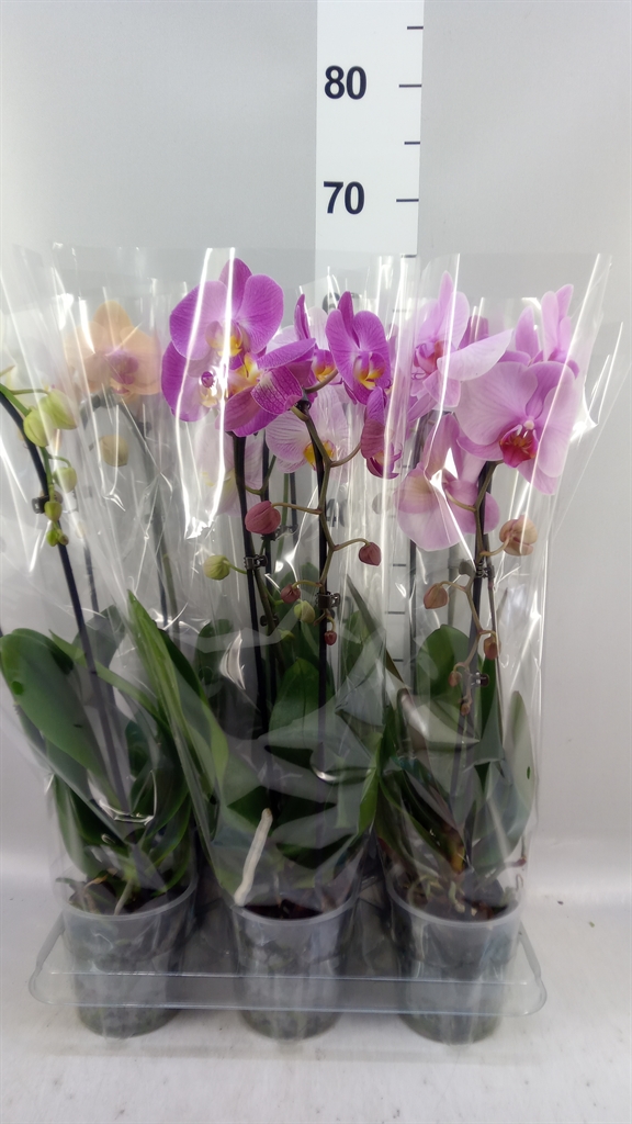 Phalaenopsis Cascade 12Ø 45cm 1st