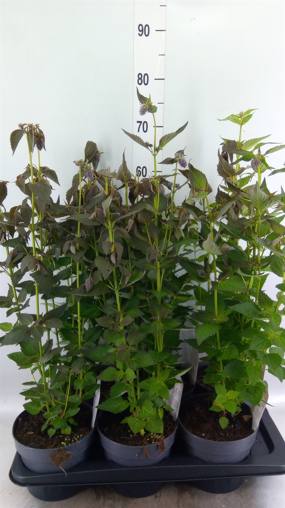 Agastache Blue Fortune 17Ø 25cm