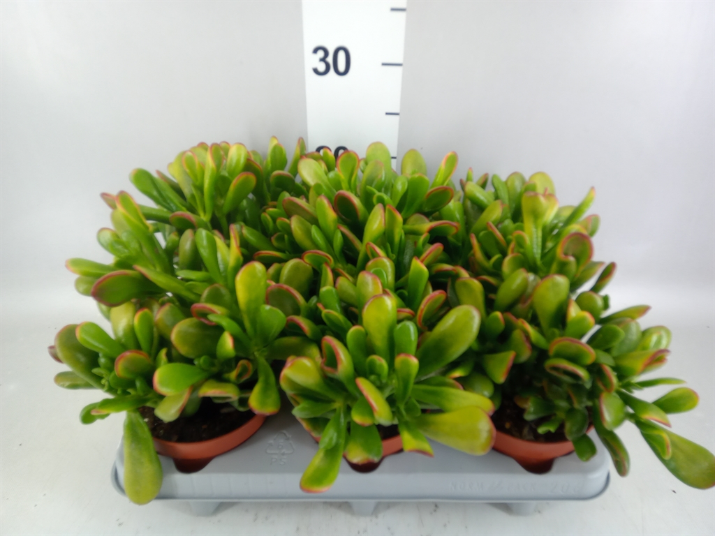 Crassula Horn Tree 12Ø 24cm