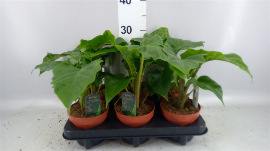 Alocasia Low Rider 12Ø 40cm