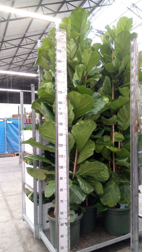 Ficus Lyrata 40Ø 220cm