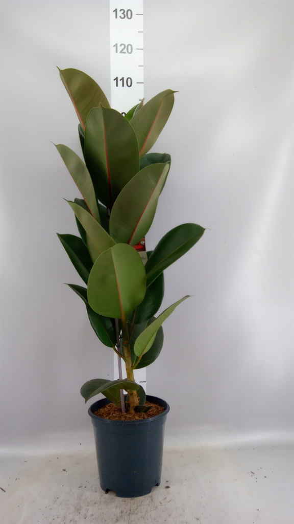 Ficus Robusta 21Ø 100cm