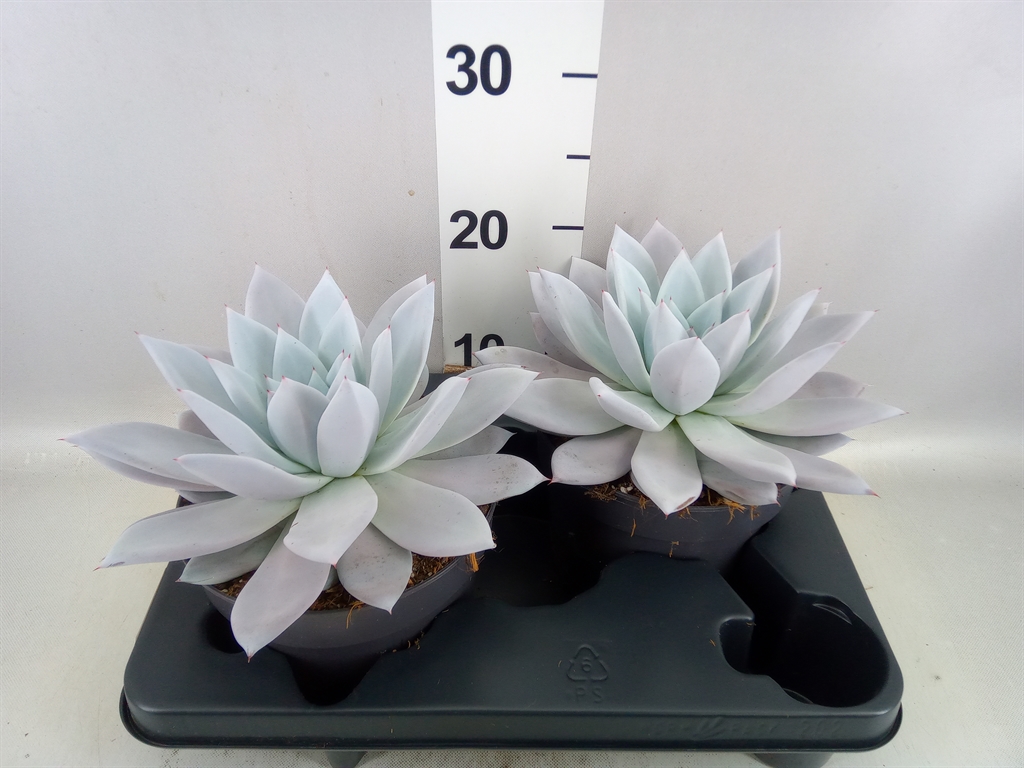 Echeveria Mexican Giant 17Ø 25cm