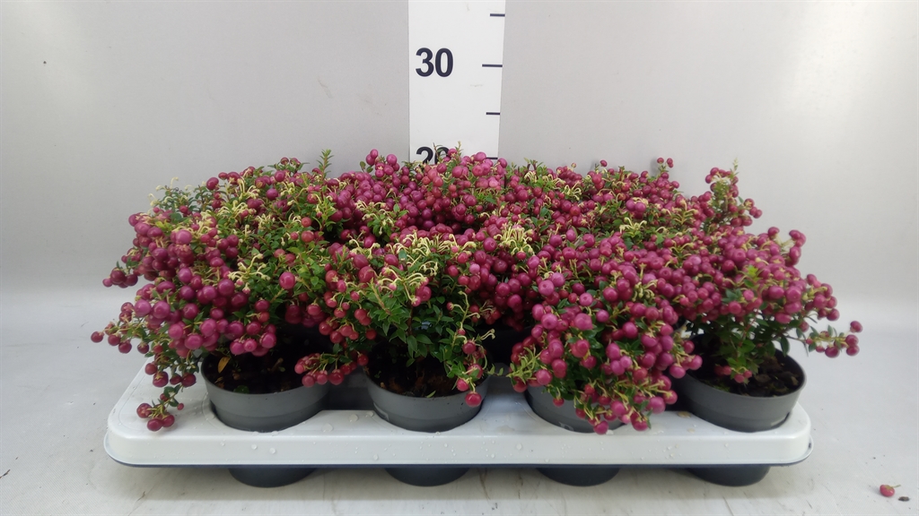 Gaultheria Red Berry 10Ø 20cm