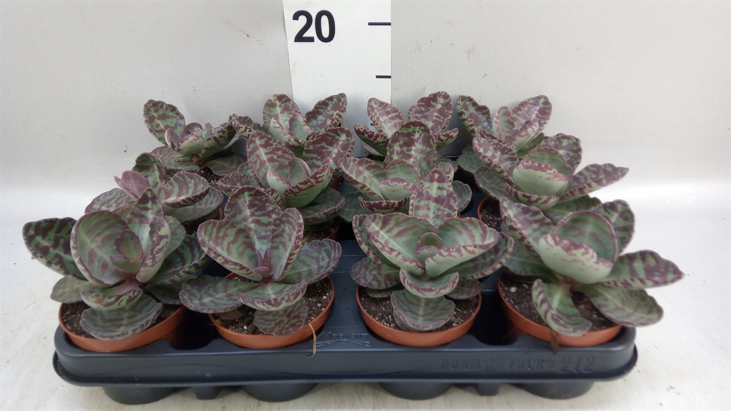 Kalanchoe Ov 508Ø 12cm