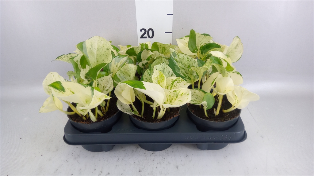 Epipremnum Happy Leaf 12Ø 20cm