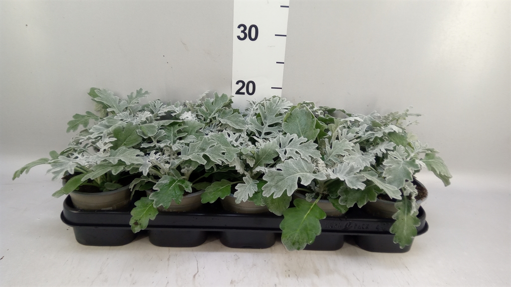 Jacobaea Maritima 12Ø 20cm