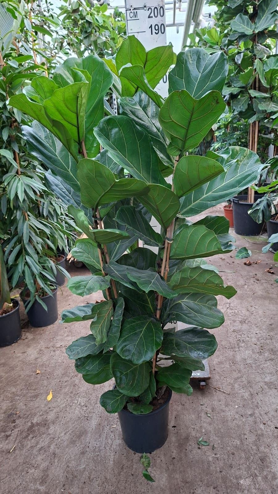 Ficus Lyrata 30Ø 180cm