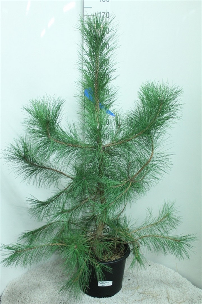 Pinus Nigra Nigra 35Ø 160cm