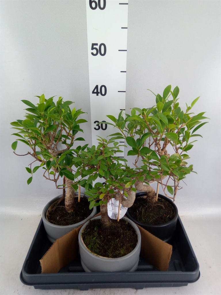 Bonsai Mix 15Ø 35cm
