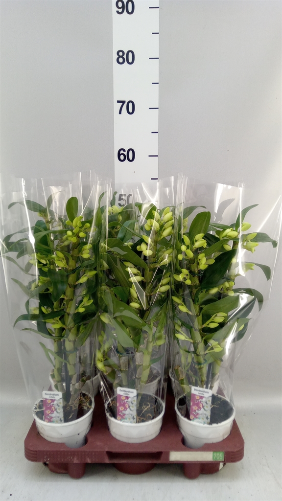 Dendrobium Star Class Apollon 12Ø 50cm 2st