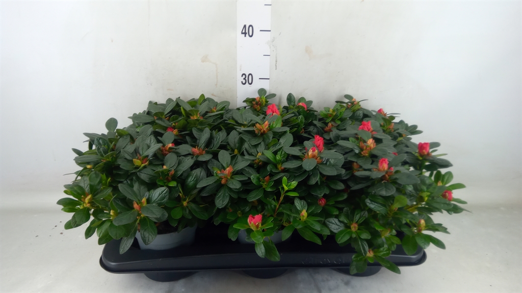 Rhododendron Jimmy 12Ø 25cm