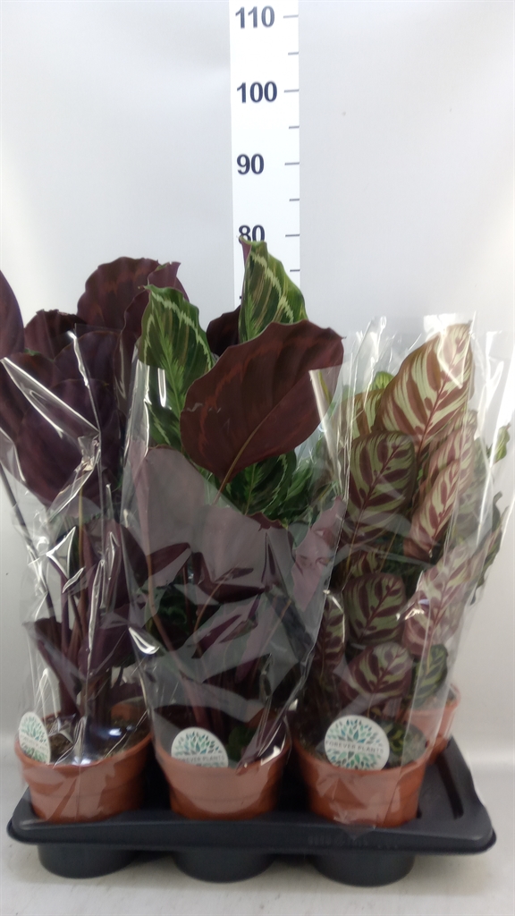Calathea Mix 17Ø 55cm
