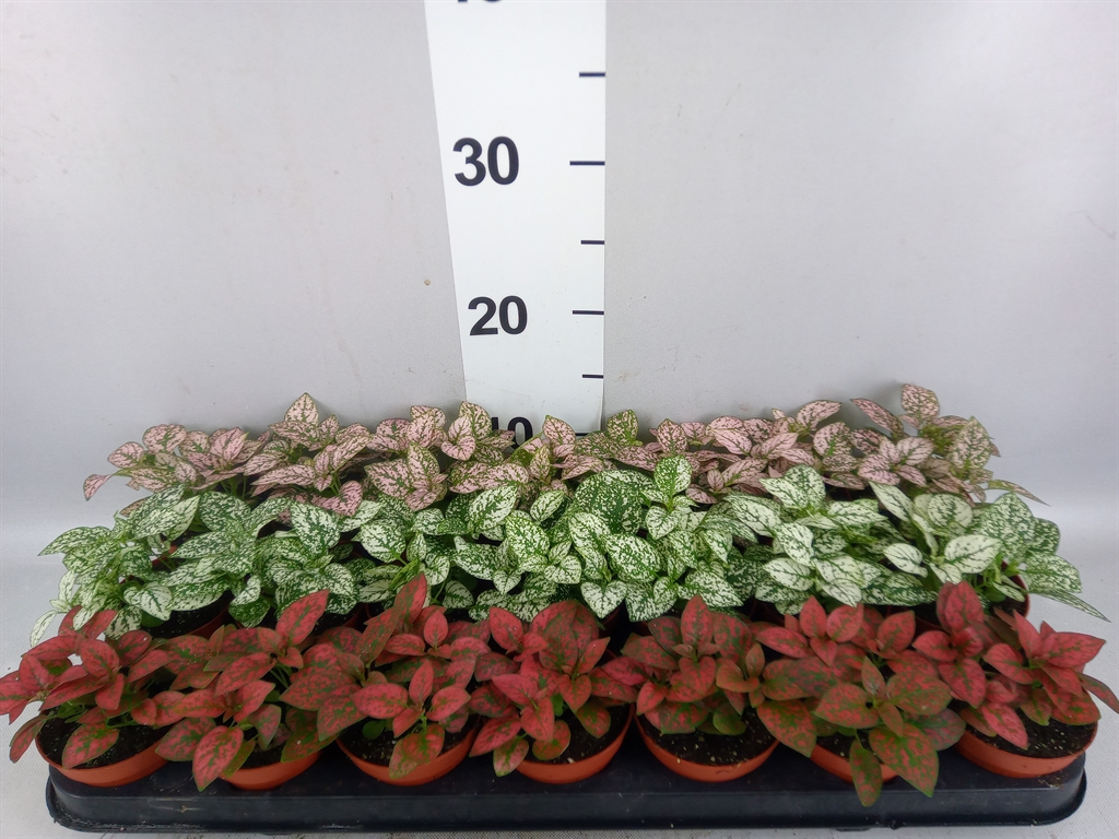 Hyp Ph Gemengd 508Ø 10cm