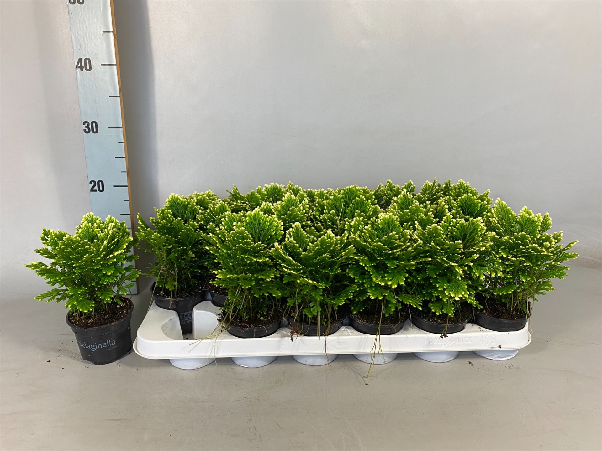 Selaginella Jori 9Ø 15cm