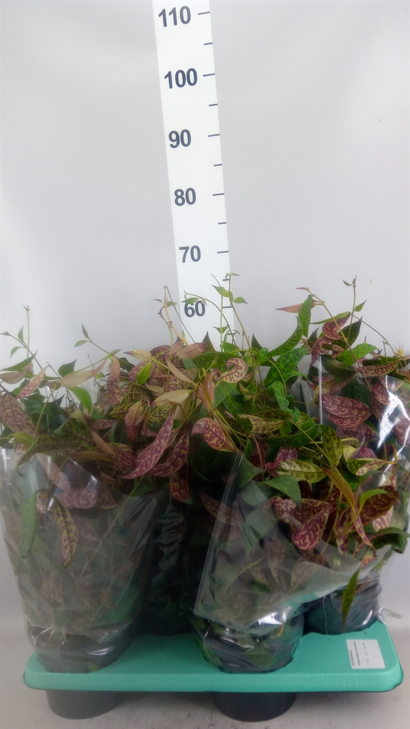 Aeschyn Marmoratus 17Ø