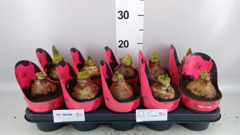 Hippeastrum Lagoon 12Ø 25cm