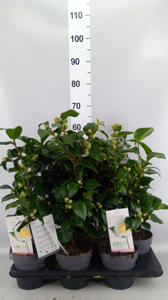 Camellia Mix 3 Colours 15Ø 50cm