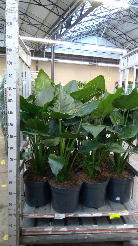Alocasia Cucullata 35Ø 110cm