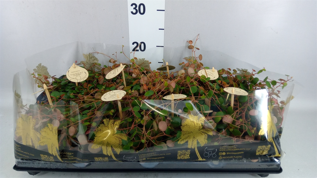 Peperomia Pepperspot 12Ø 30cm