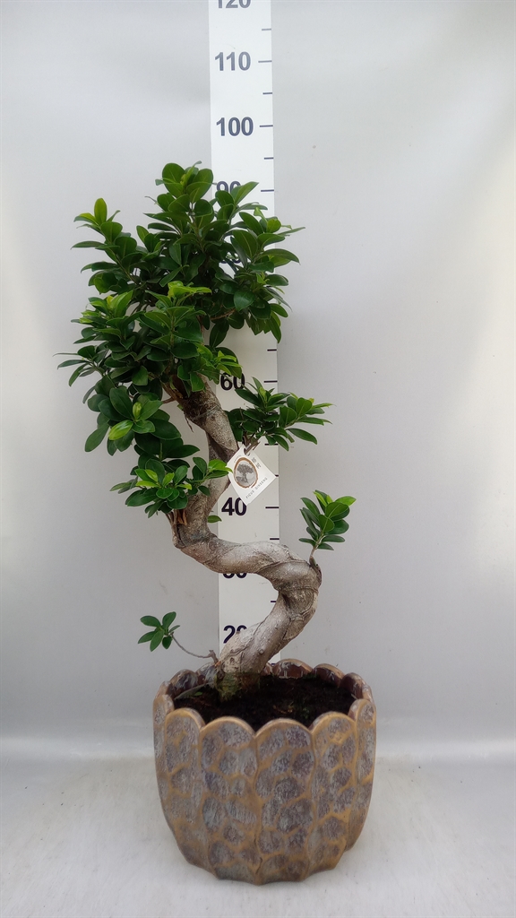 Ficus Microcarpa Ginseng 28Ø 80cm