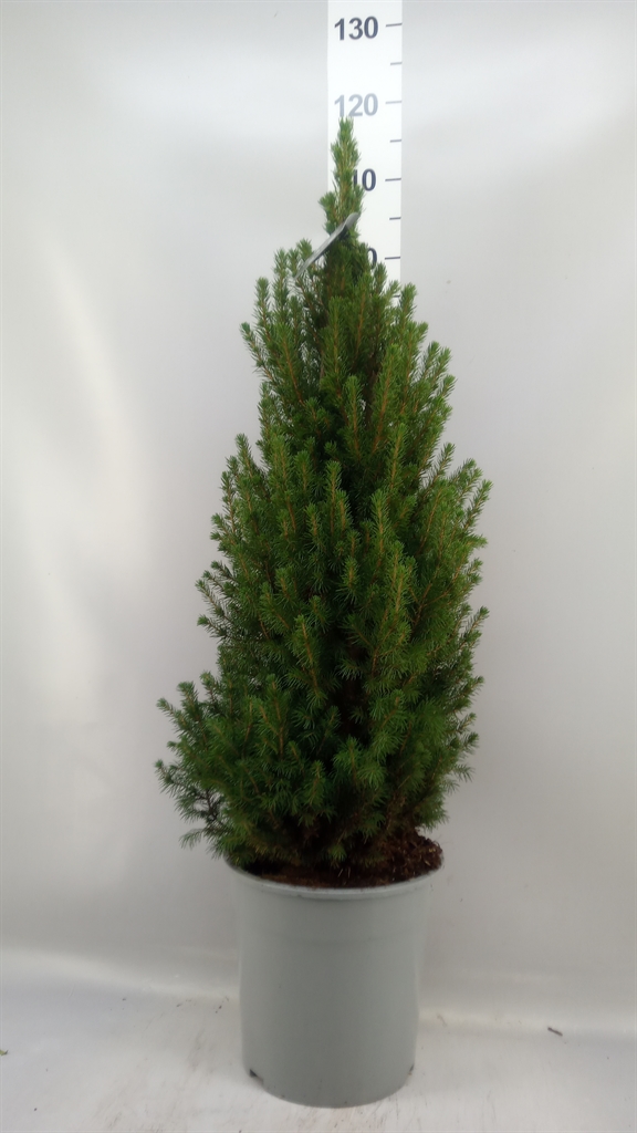 Picea Conica 27Ø 110cm