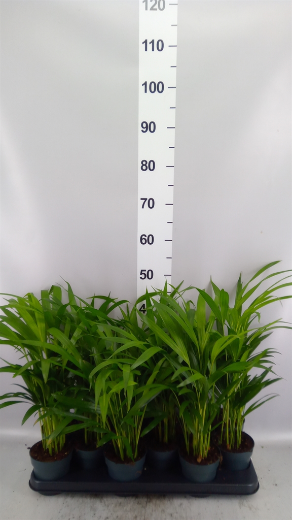 Chrysalidocarpus Lut 510Ø 45cm