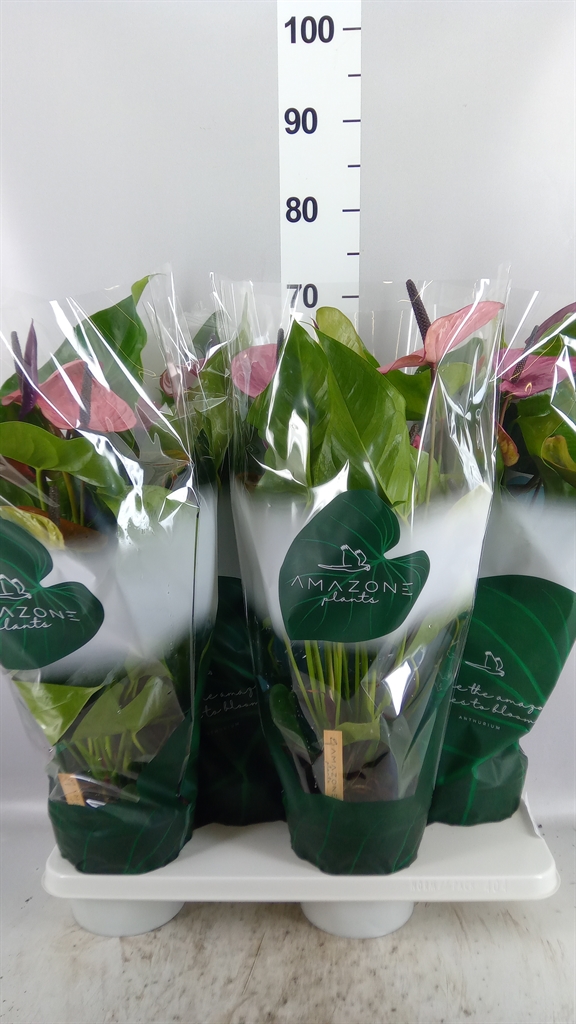 Anthu Louisiana 17Ø 65cm
