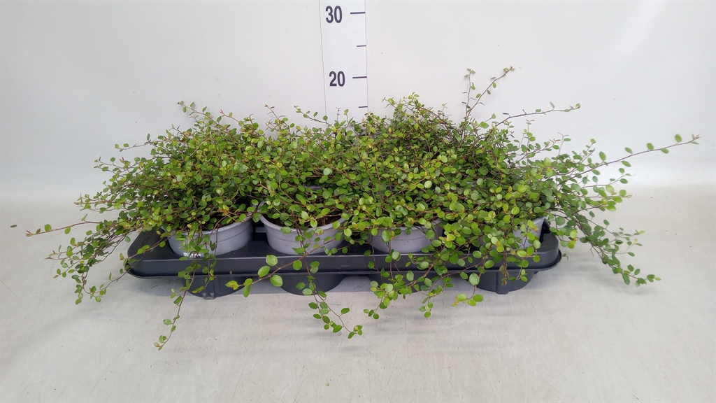 Muehlenbeckia Mao'ri 13Ø 20cm