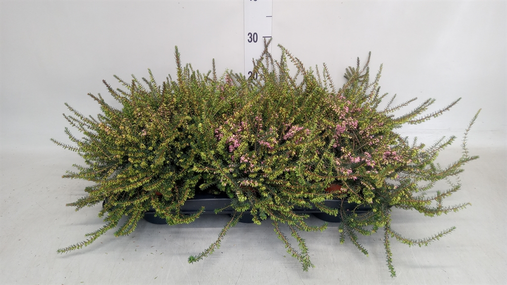 Erica Darleyensis Kramer's Rote 13Ø 20cm