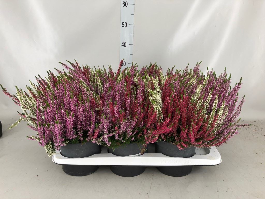 Calluna Beauty Ladies Starlight Mix In Pot 17Ø 25cm