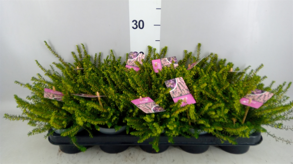 Erica Darleyensis Darley Dale 12Ø 20cm