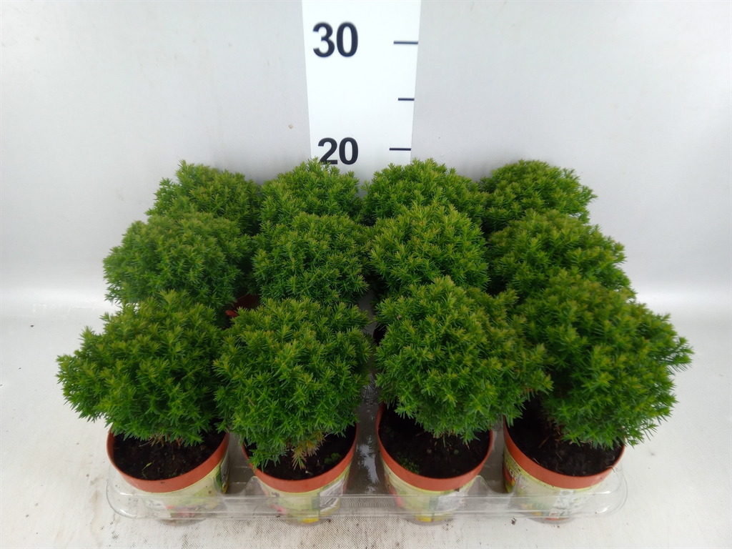 Thuja O Teddy 9Ø 15cm