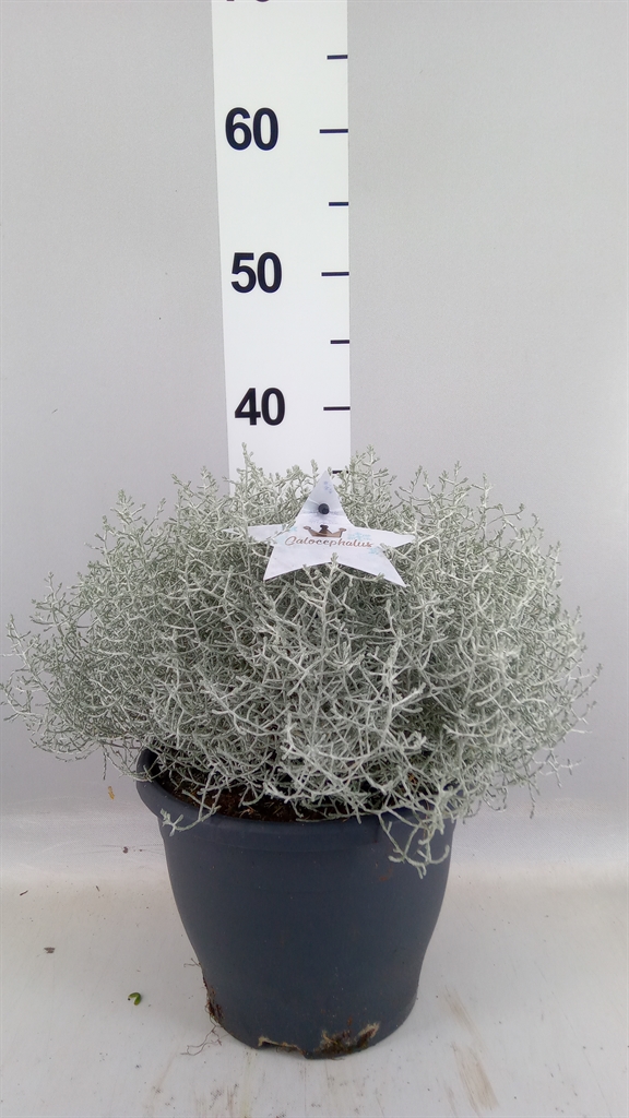 Leucophyta Brownii 23Ø 45cm