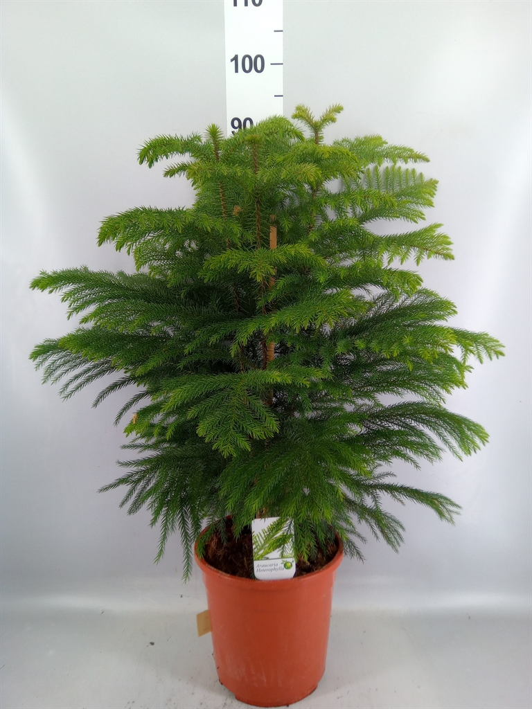 Araucaria Heterophylla 24Ø 100cm