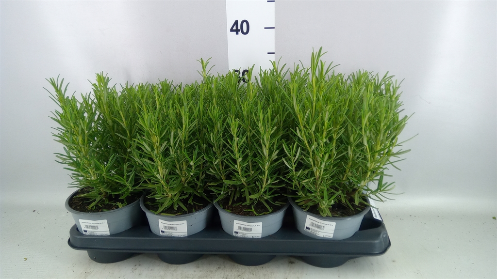 Tuinkr Rosmarinus 14Ø 35cm