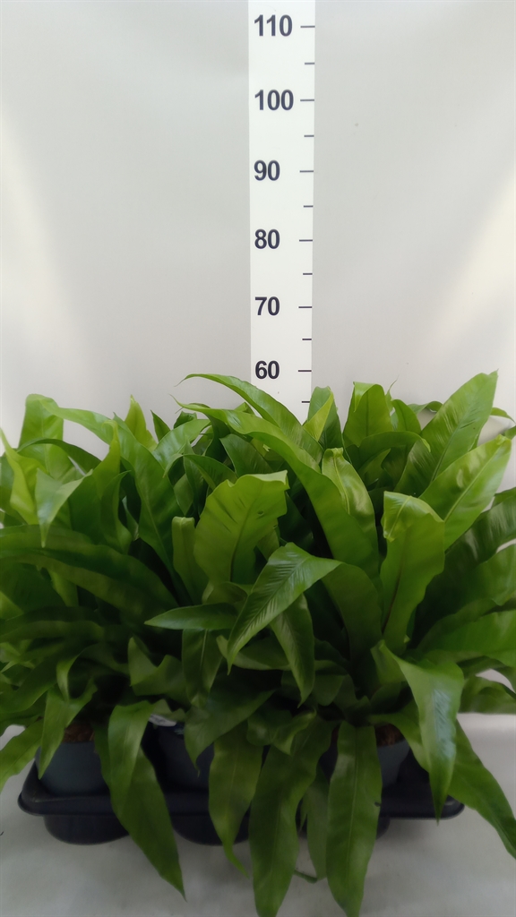 Asplenium Antiquum 17Ø 40cm